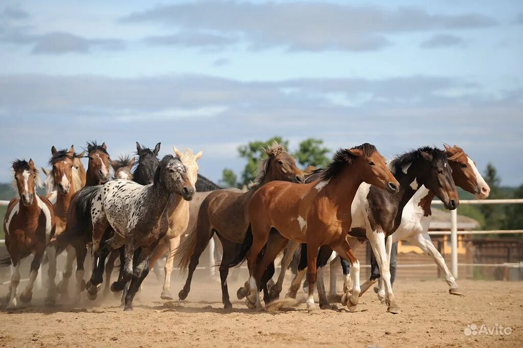 Где больше лошадей. Поголовье лошадей в россии. Много лошадей. Табун лошадей. Много лошадей.