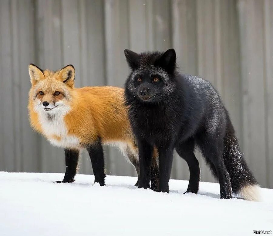 Чернобурая лиса окрасы. Канадская чернобурая лиса. Чернобурая и рыжая лисица. Чернобурая лиса и рыжая лиса.