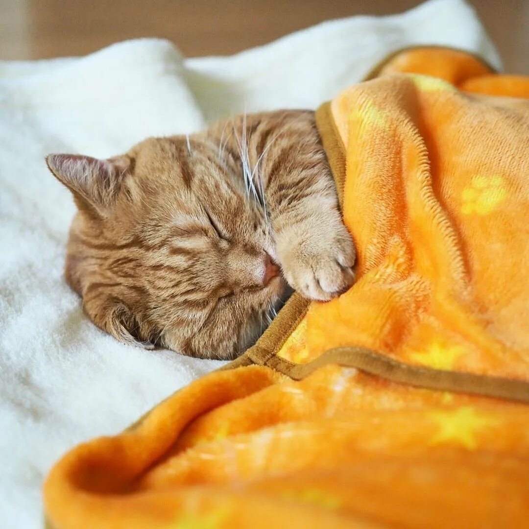 Кот рыжий ночь. Сладко спящий кот. сладких снов котик. спокойной ночи рыжий кот. спящий рыжий кот.