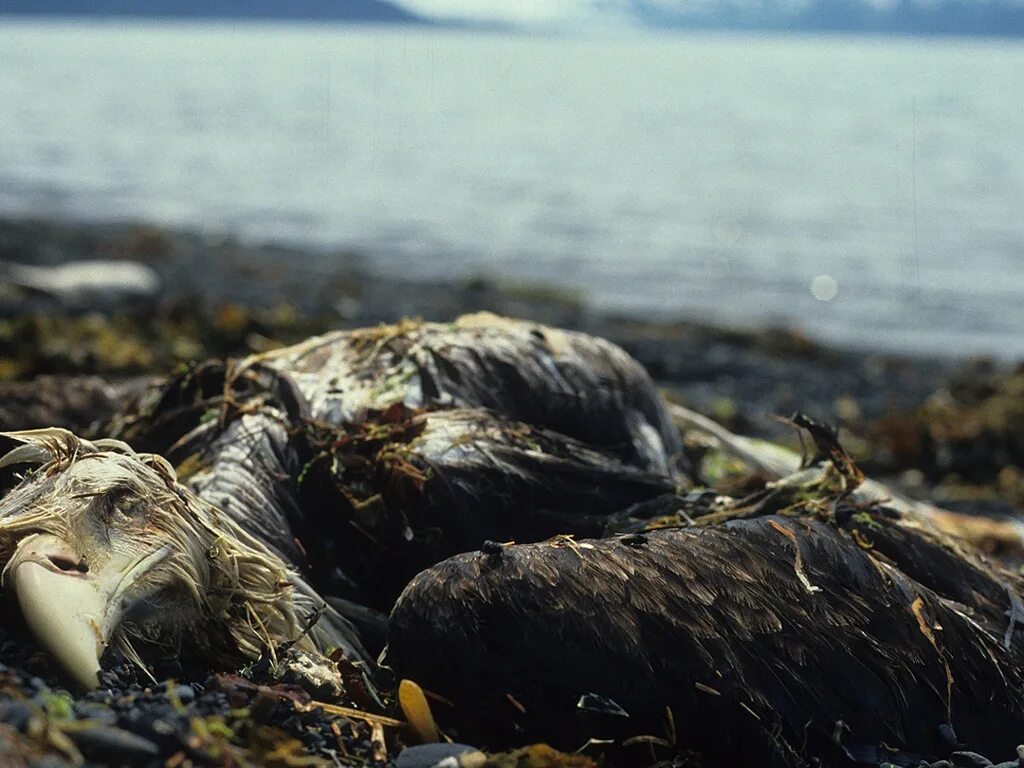 Эксон Валдез. Разлив нефти Exxon Valdez. Крушение танкера Exxon Valdez. Экссон Вальдес 1989.