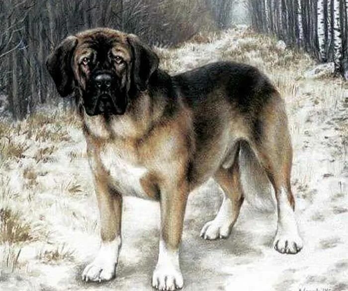 Русский меделян порода собак. Порода собаки меделян сапсан. Меделянская собака куприн. Русский мастиф меделян. Охотничий меделян.
