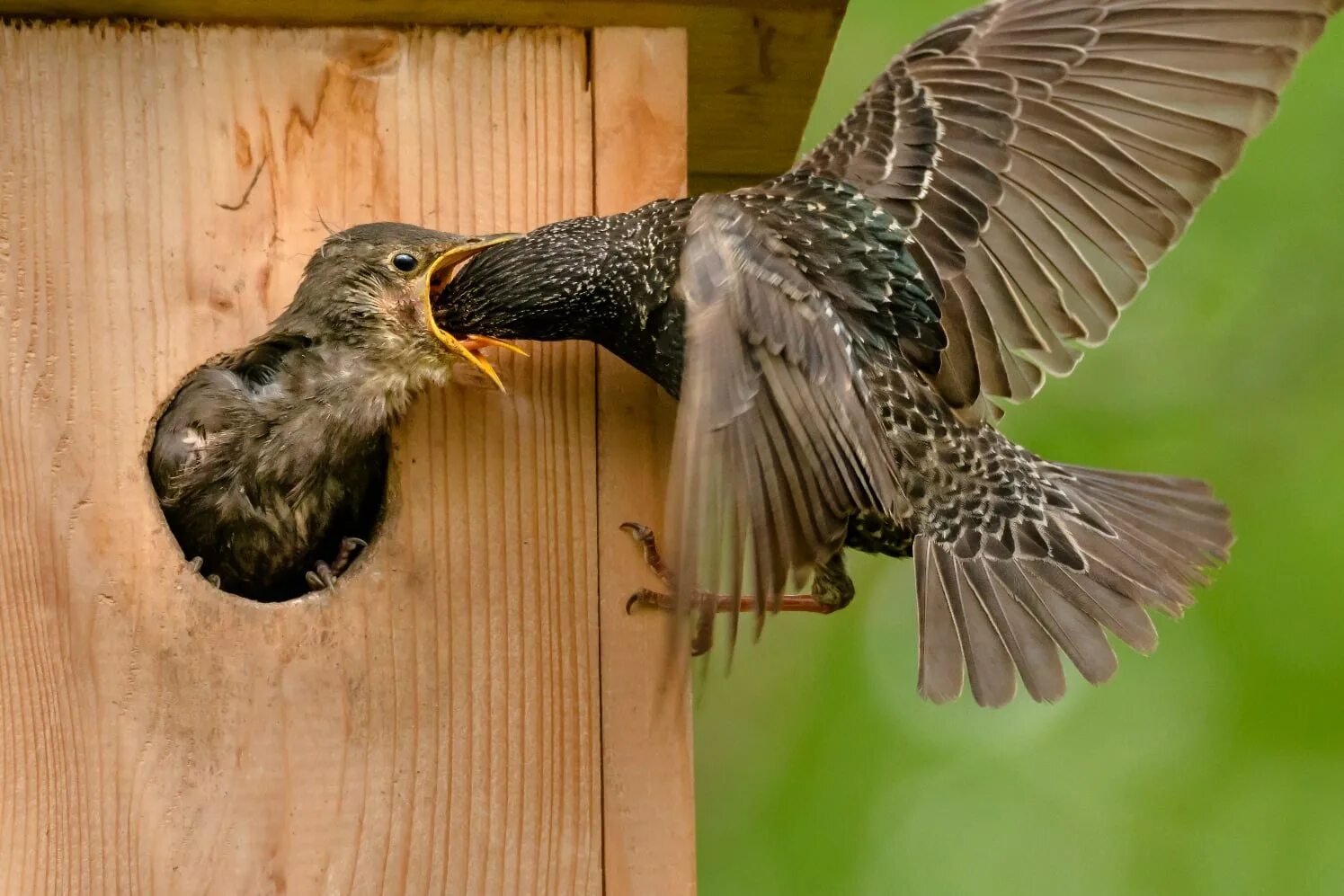Птенец скворца желторотик. Птенец скворца. Скворцы сколько птенцов. Стриж птенец желторотик. Птенцы скворца яйца.