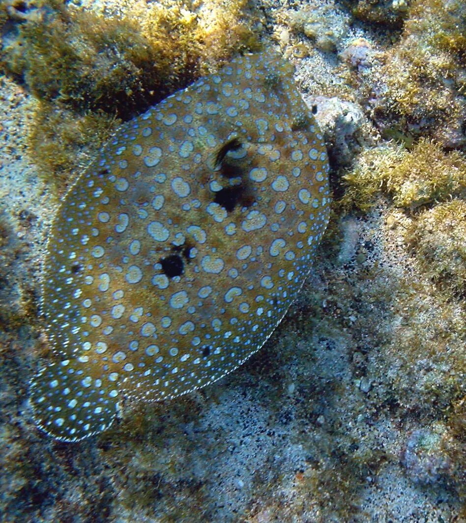 Flounder. Пятнистый ботус. Ботус Манкус. Камбала Флаундер. Камбала-ботус глазчатая.