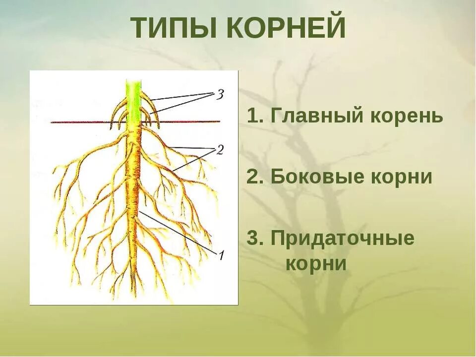 Типы корневых систем рисунок. Строение. Стержневая и мочковатая корневая система. Строение главного корня. Тип строения корня.
