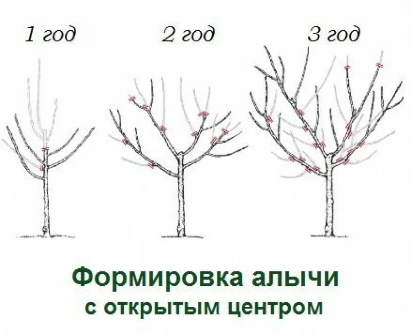 Обрезают ли сливу. Резка алычи Кубанская Комета. Обрезка алычи Кубанская Комета. Обрезка алычи весной схема. Формирование кроны алычи схема.