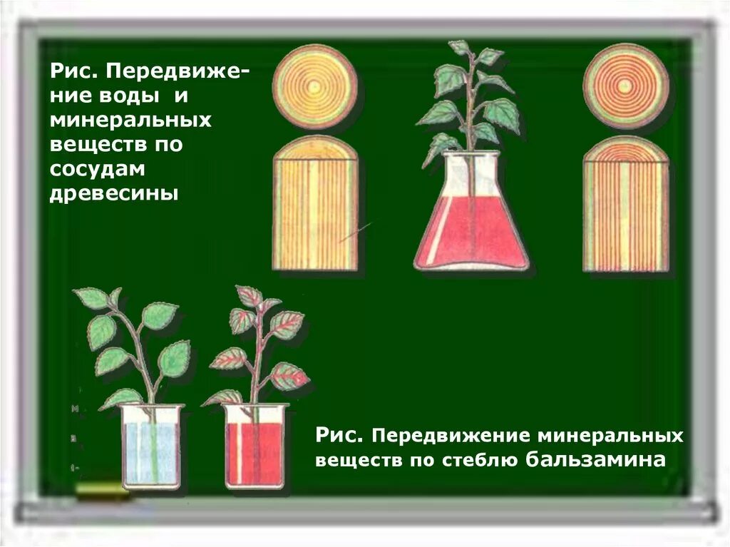 Передвижение веществ по стеблю 6 класс. Передвижение воды и Минеральных веществ по древесине. Передвижение воды и Минеральных веществ по стеблю. Передвижение веществ воды и Минеральных веществ по сосудам древесины. Опыты передвижение воды и Минеральных веществ.