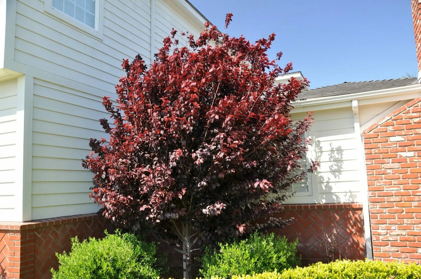 Слива растопыренная Нигра (Prunus cerasifera Nigra) С15 - Питомник Летний сад