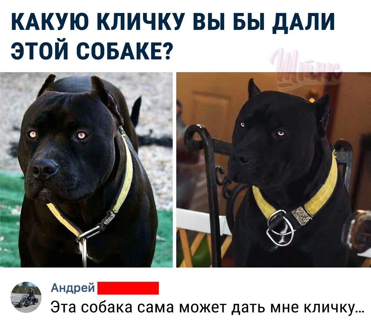 Щенку дали кличку