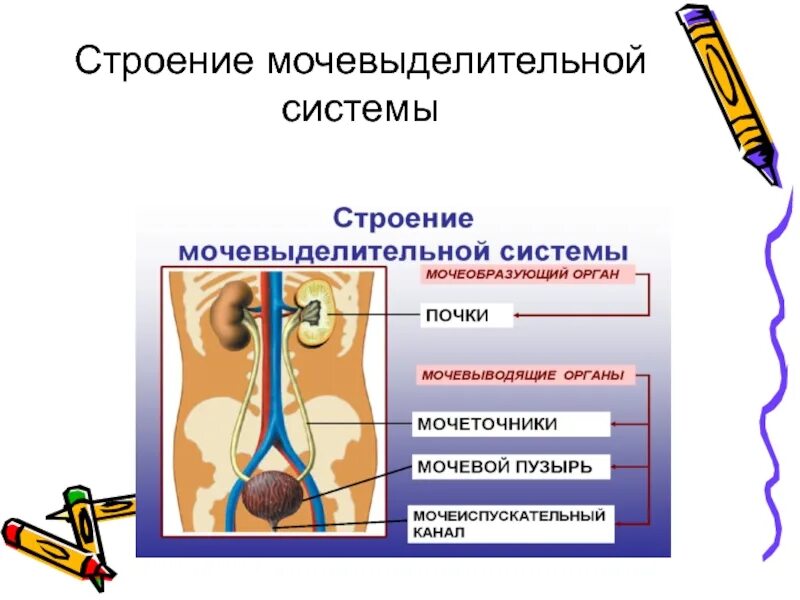 Структуры выделительной системы. Выделительная система состоит из. выделительная система образуется из. выделительная система человека таблица. функции выделительной системы человека.