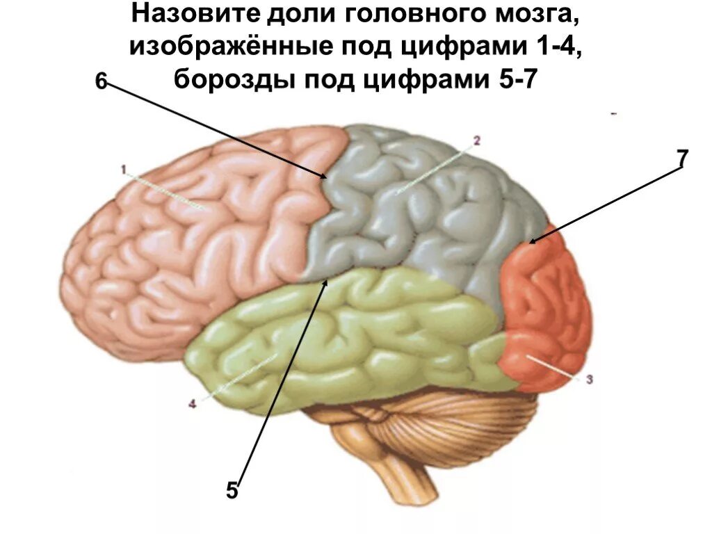 Доли головного мозга. Строение мозга. Конечный головной мозг. Строение головного мозга доли.