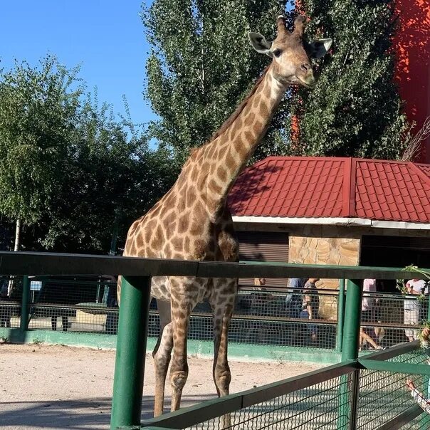 Зоопарк тайган в крыму степашка. Парк тайган татьяна александровна. Тайган сафари парк львов. Зоопарк тайган в крыму. Сафари парк тайган фламинго.