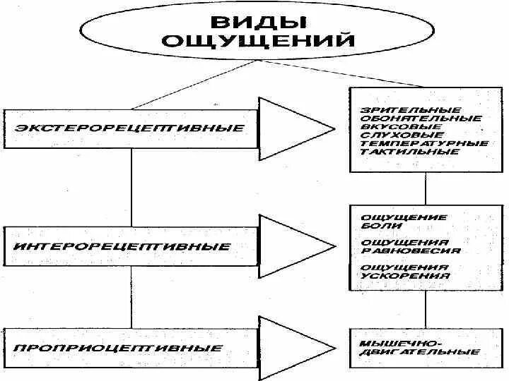 Психический процесс ощущение виды. Психические познавательные процессы ощущение. познавательные процессы схема. познавательные процессы виды ощущений. процессы ощущения в психологии.