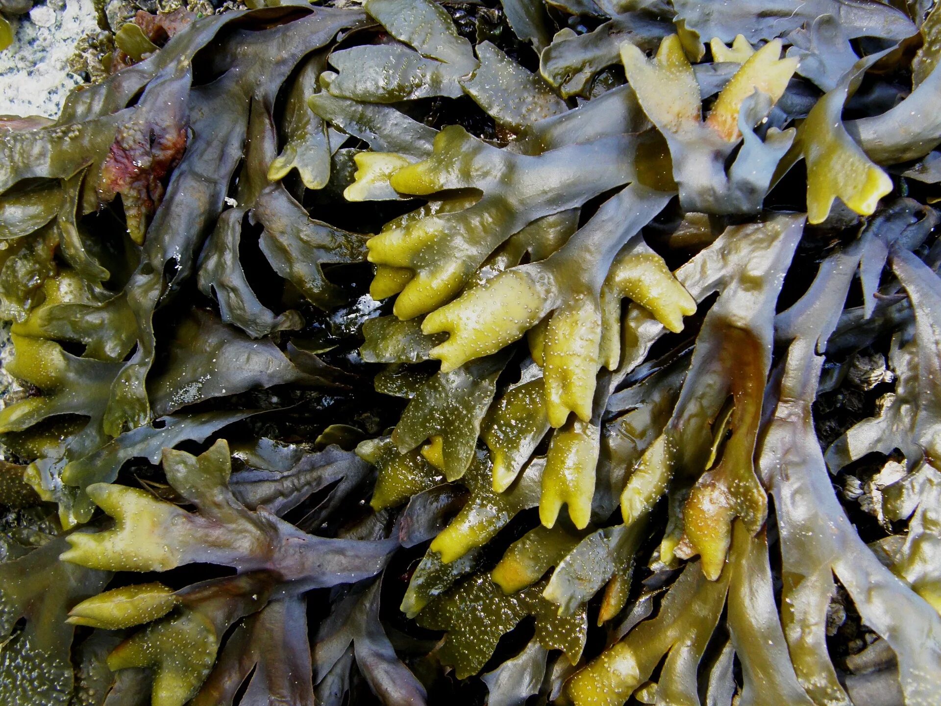 Можно ли есть морскую