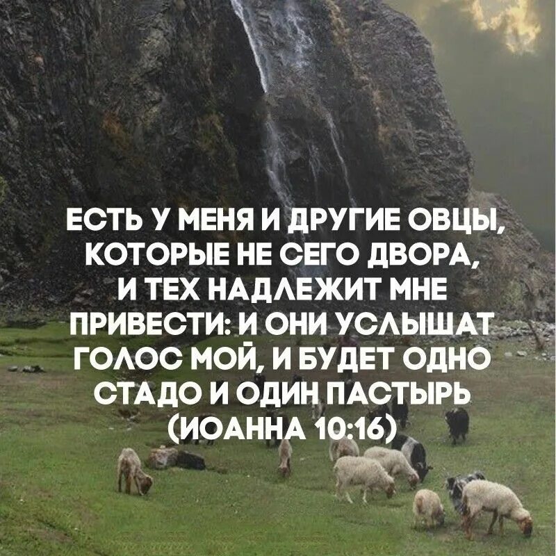 Баран цитаты. Про овцу высказывание. Стадо овец. Пословица про овцу. Стадо людей.
