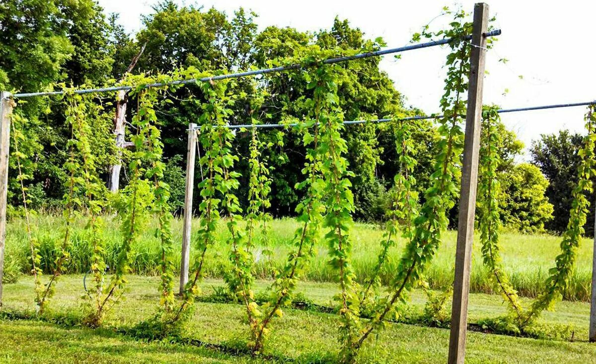 Шпалера сидоряки виноградная. Решение винограда. Виноградная лоза плетущаяся. Решение винограда. Решение винограда.