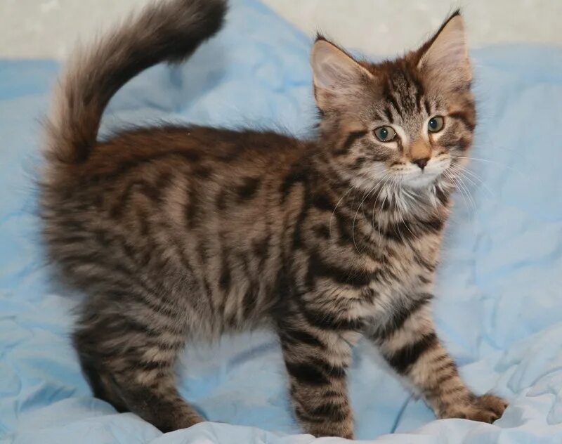 Two cats can live as cheaply as one, and their owner has twice as much fun." -Ll