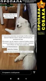 Молли песиком текст