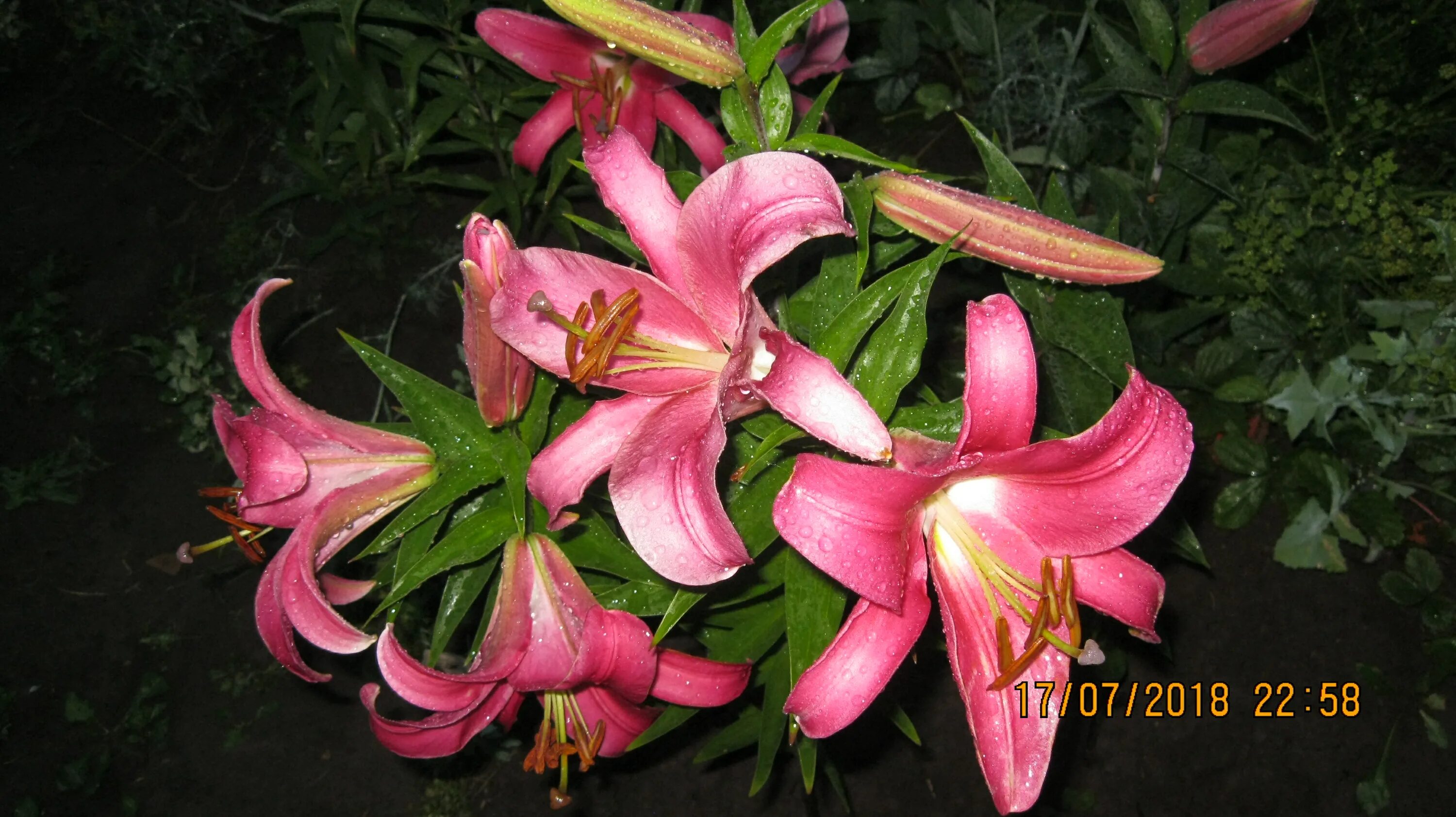 Lilies Pink Expression types and varieties. Lilies Pink Expression planting, p
