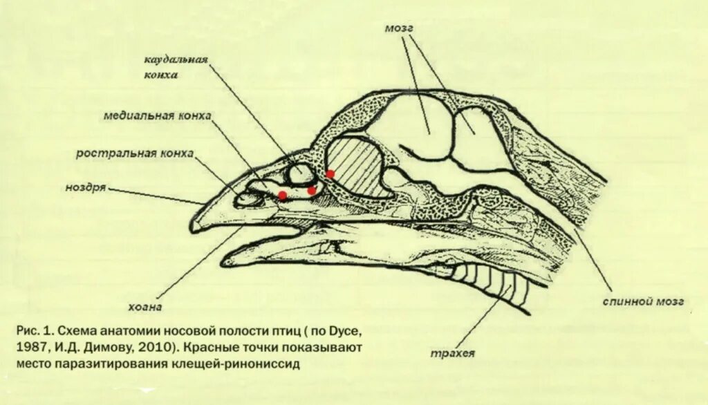 Гортань у птиц. Строение носа у курицы. Строение ротовой полости птиц. Строение носовой полости у кур. Ротовая полость птиц схема.