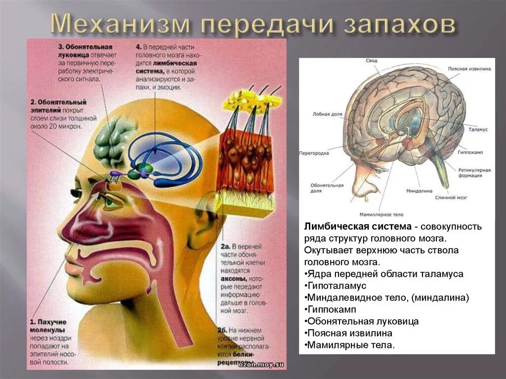 Обонятельные зоны мозга. Обонятельный анализатор нос. Обонятельный мозг и лимбическая система. Рецепторы обонятельной системы. Вкусовой и обонятельный анализаторы.