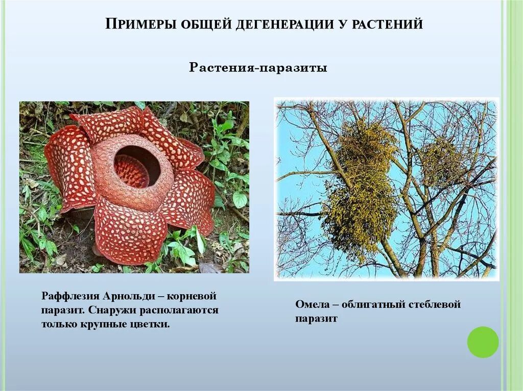 Повилика заразиха раффлезия. Растения паразиты 5 класс биология. Облигатные паразиты растений. Растения порозьы.