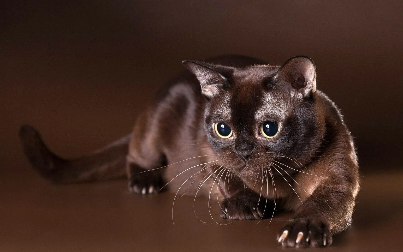 Кошка коричневая короткошерстная. Бурманская кошка. Порода кошек Бурма. Американская Бурма кошка. Европейская Бурма.