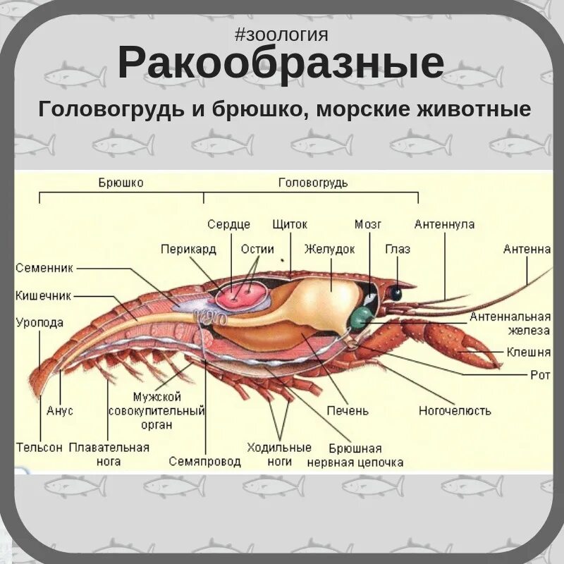 Внешнее и внутреннее строение речного рака. Ракообразная. внутреннее строение робота.