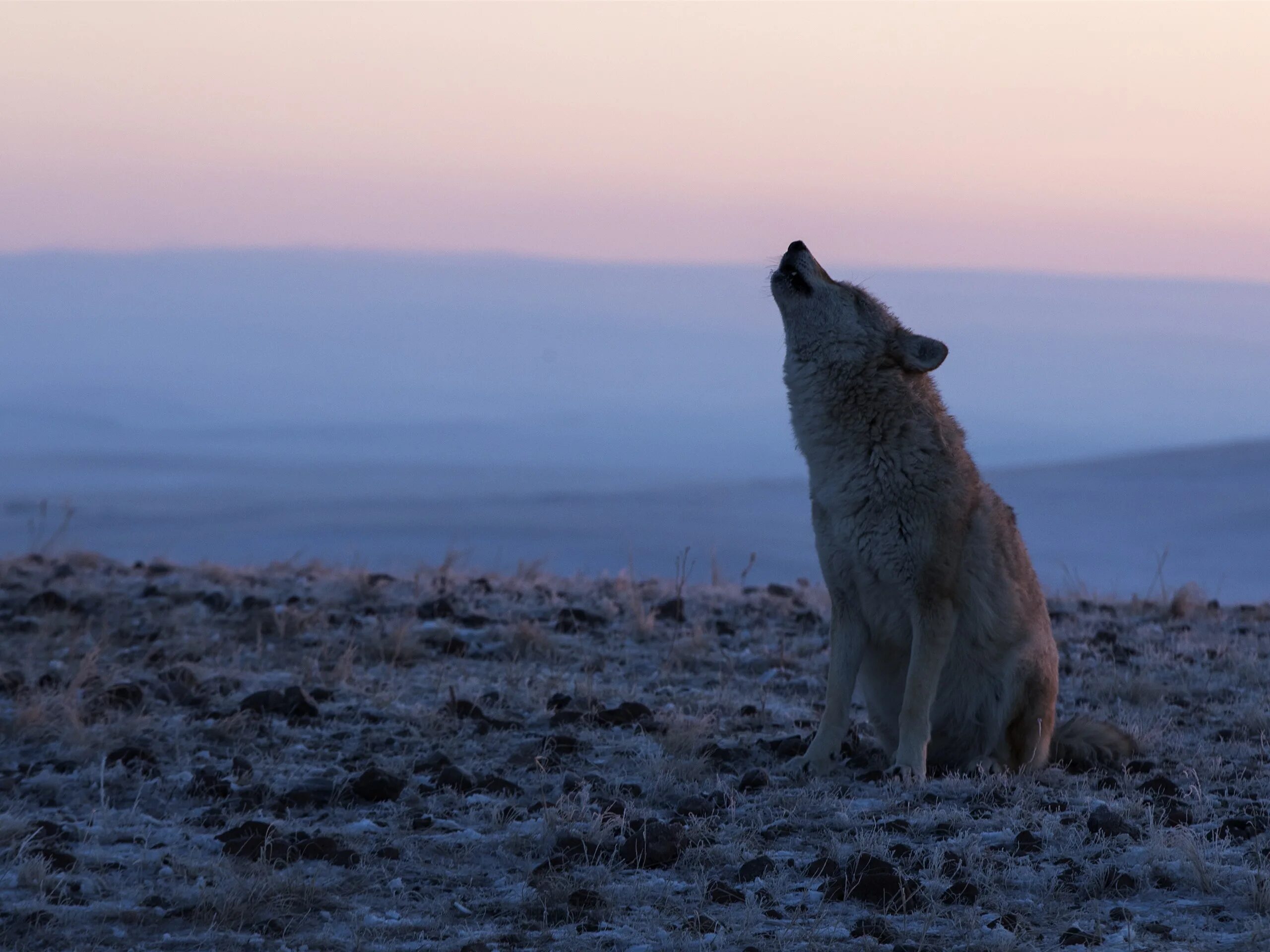Волк новое слово. Тундровый волк. Степной волк Казахстана. Таймырский волк. Воющий волк.