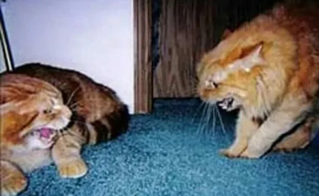 Кот принял угрожающую позу щенок тоже оскалился. Коты позы угрожающие. коты шипят друг на друга. кот злится на руках. коты рычат друг на друга.