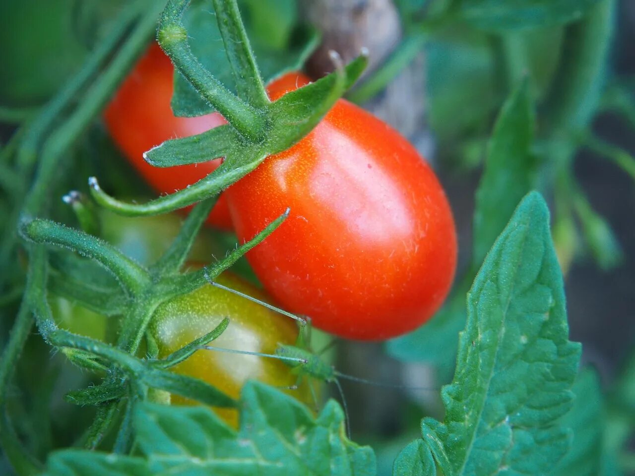 Tomato red. Томат красный Лис. Томат Жемчужина красная. Томаты пиксабей. Томат красный факел.