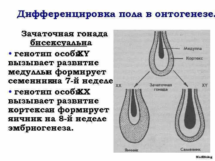 Зачаточное состояние. Дифференцировка пола в онтогенезе. Переопределение пола в онтогенезе. Дифференцировка пола у человека в онтогенезе. Дифференциация признаков пола в онтогенезе.