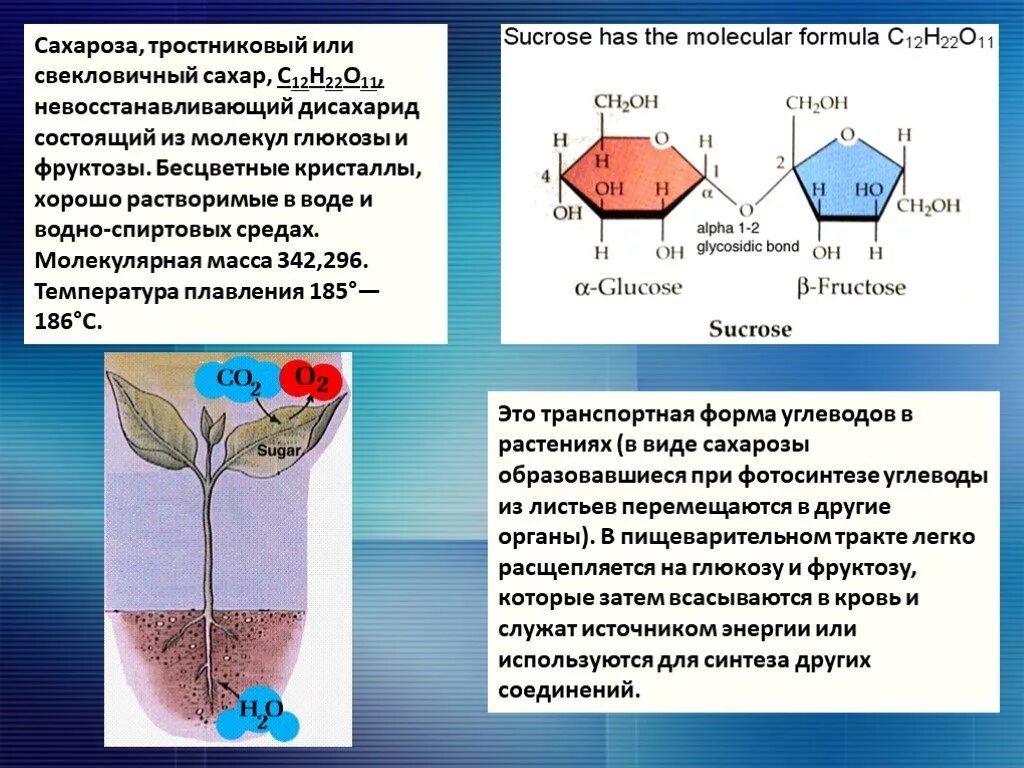 Почему появилась сахара. Сахароза (тростниковый, свекловичный сахар). Химическое соединение сахара. Сахароза расщепляется. Биологическое строение сахарозы.