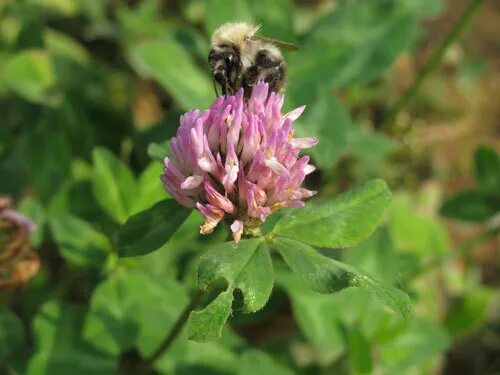 Полевые цветы . Ленинградская область , Россия . 16/07/2018 г. Plants, Garden