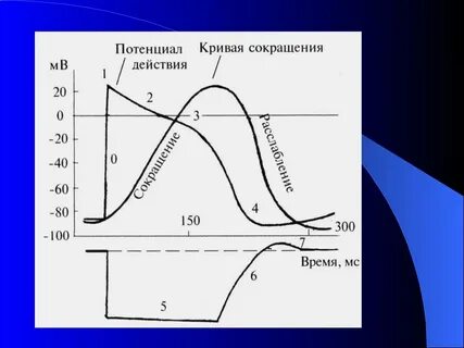 График соотношения возбуждения и возбудимости