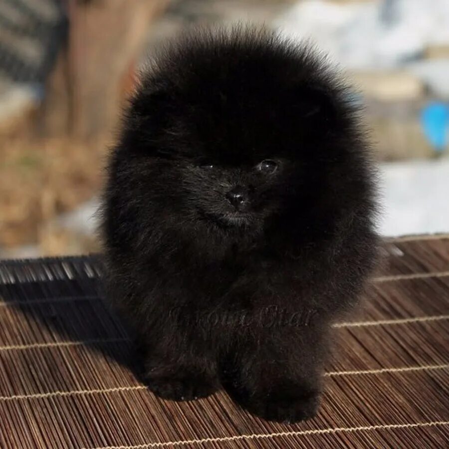 Maryden's Black Peаrl → Померанский шпиц