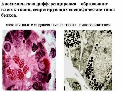 Эпителиальные ткани образованы клетками