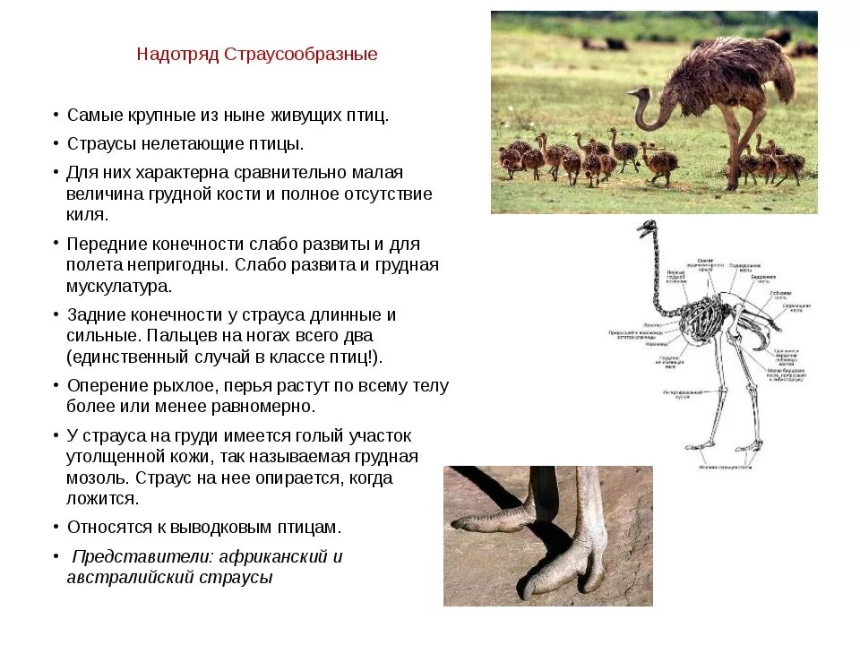 Строение задних конечностей страуса. Отряд Страусообразные кратко. Систематика африканского страуса. Надотряд страусовые представители. Надотряд страусовые