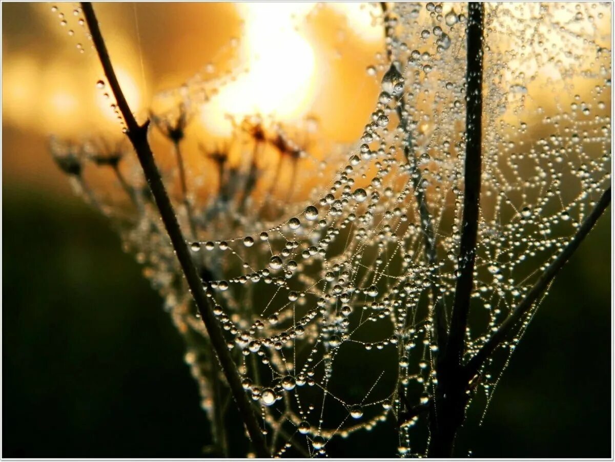 сверкающие на солнце капли слепого дождя. сверкающие на солнце капли слепого дождя. сверкающие на солнце капли слепого дождя. сверкающие на солнце капли слепого дождя. ветки после дождя.