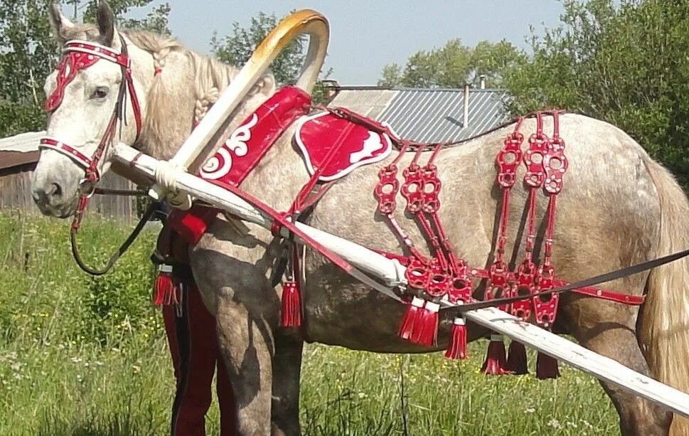 Вожжа попала. Конская упряжь, сбруя. Дуга в упряжи лошади. Конская упряжь хомут упряжь. Упряжь чересседельник.