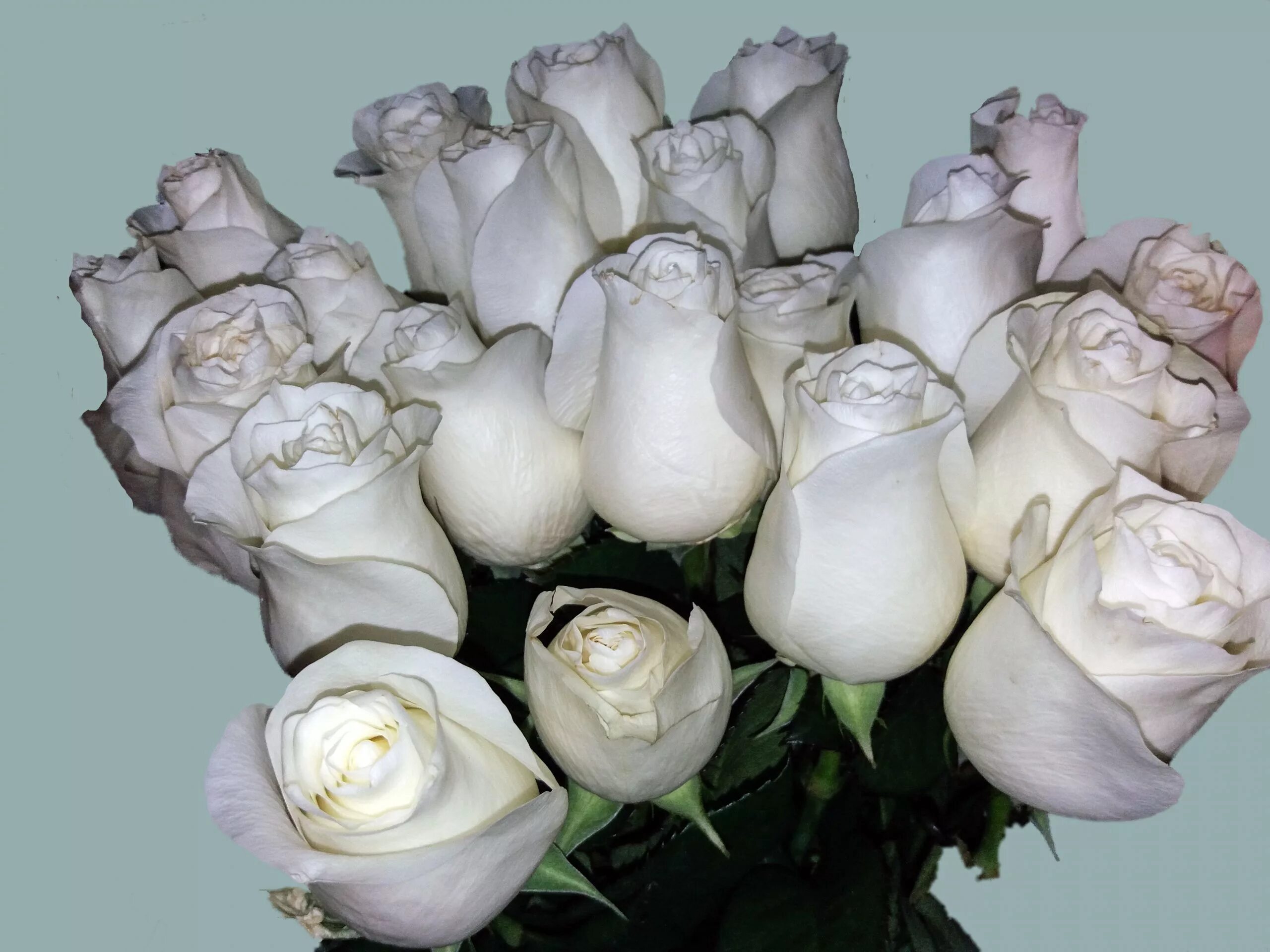 белые розы сорт венделла. сорт роз мондиаль. сорт роз мондиаль. как называются белые розы. как называются белые розы.