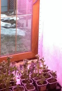 Сколько нужно подсвечивать рассаду фитолампой в марте