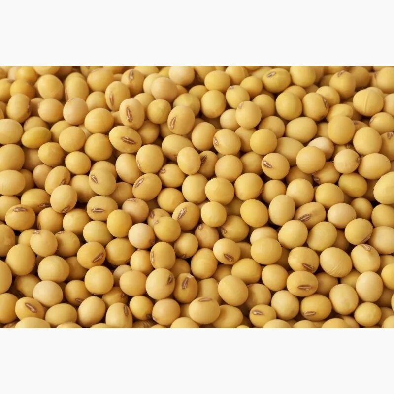 Рустарк крахмальный завод. Зерно 60. Шлиф листы диаметр 76мм мини болгаркп. Зерно 60. Рис-сырец сорт рапан.