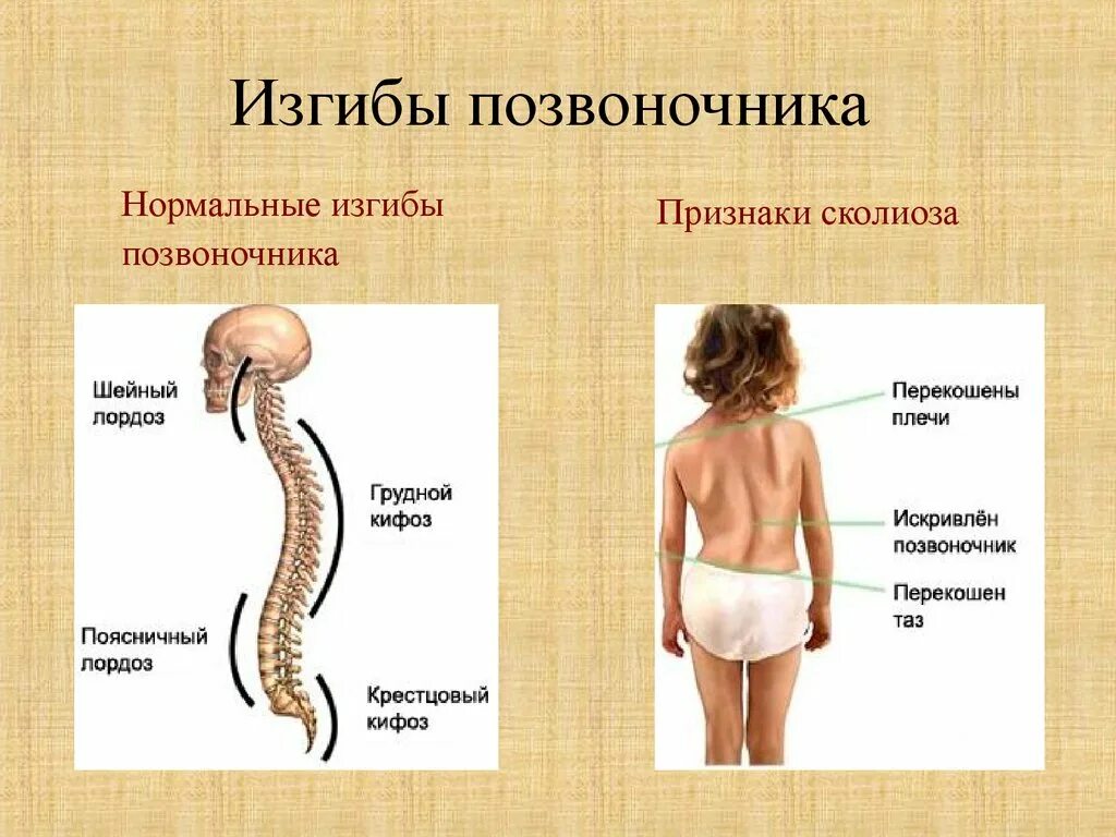 Позвоночник человека лордоз кифоз. Изгибы позвоночника лордоз и кифоз. Позвоночника человека лордоз изгиб. Строение позвоночника лордоз кифоз. Естественные изгибы позвоночника