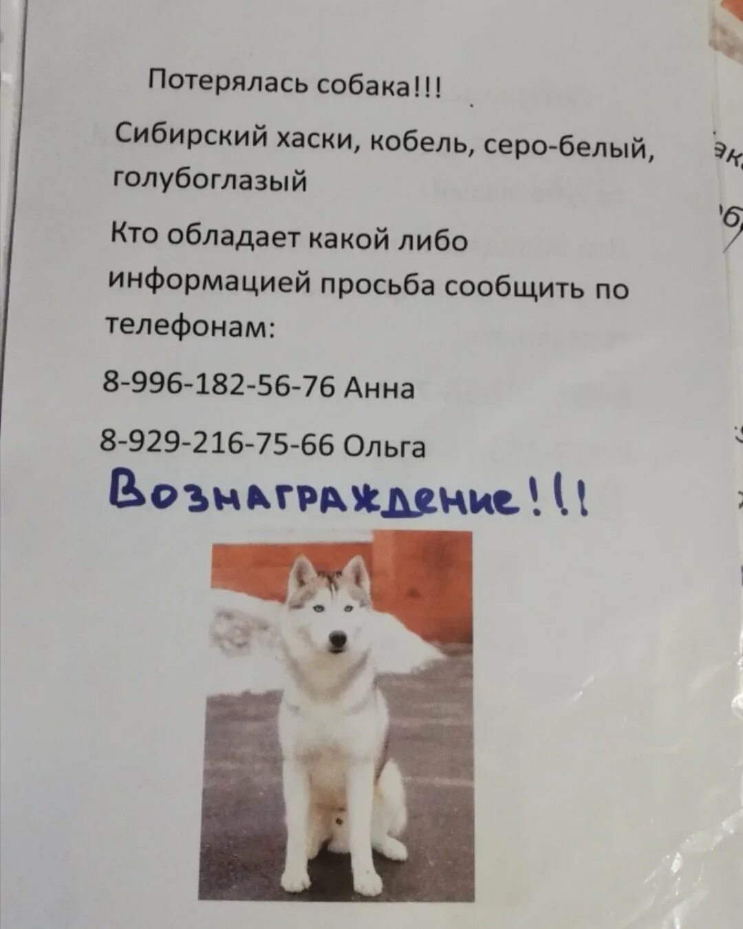 В частном доме лают собаки ночью