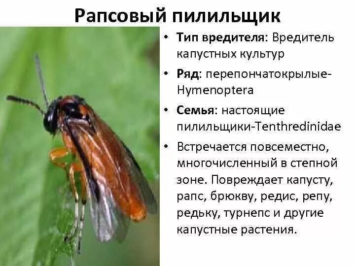 Какой тип повреждения вызывает капустная