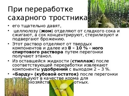 Сахарный тростник переработка