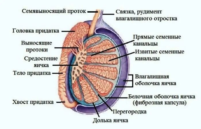 Яички мужчин цена. Яичко мужское анатомия строение. Придаток яичка анатомия строение. Яичко макроскопическое строение. Топография и анатомия яичка и придатка.