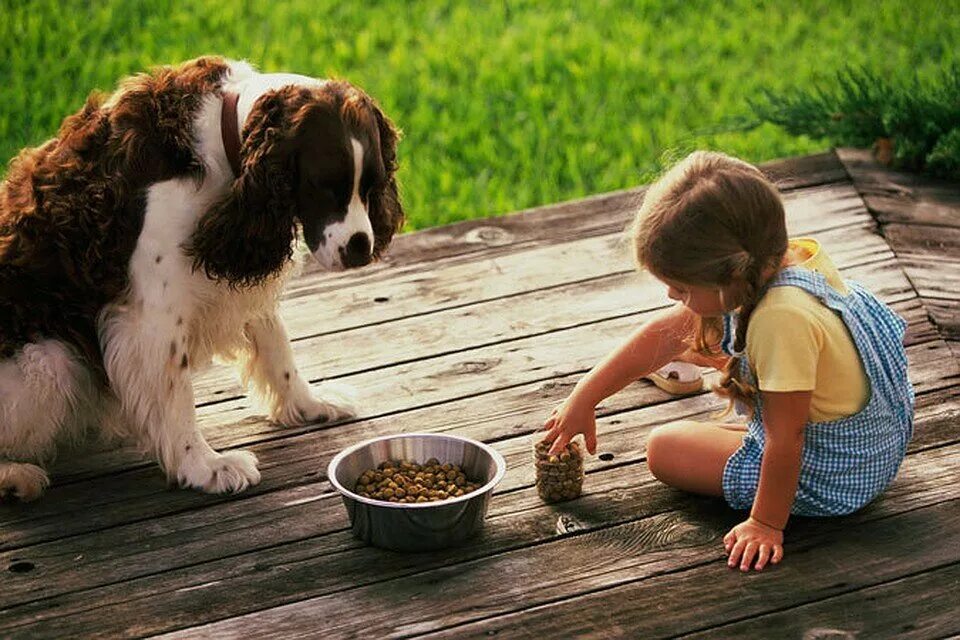 Добро к животным. Стремление животного к. Стремись животных защищать они ведь братья наши. Стремление животного к. Защита животных презентация.