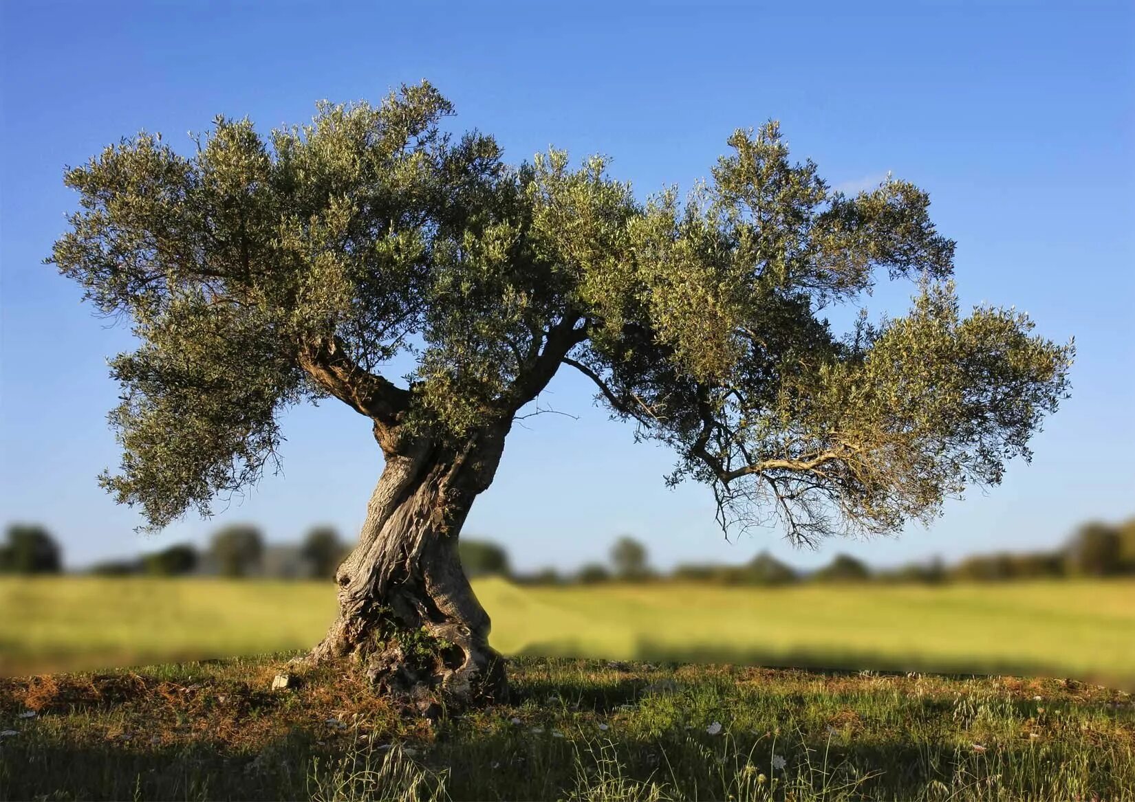 Дерево пелены. Аргания дерево. Олива европейская дерево. Оливковые деревья в Греции. Финикия оливковые деревья.