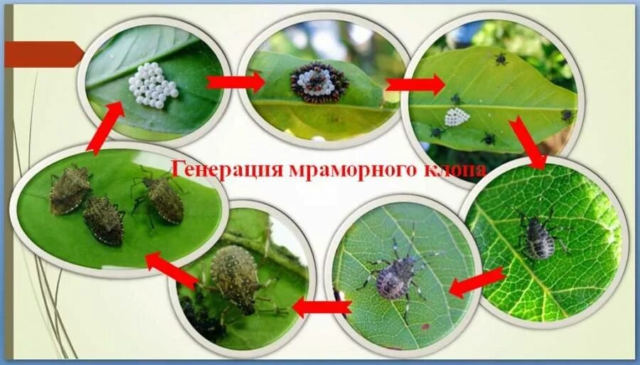 Тип развития насекомых мраморный клоп. Мраморный клоп методы борьбы. мраморный клоп 17мм. коричнево-мраморный клоп (halyomorpha halys). борьба с мраморным клопом.